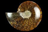 Polished Ammonite (Cleoniceras) Fossil - Madagascar #127214-1